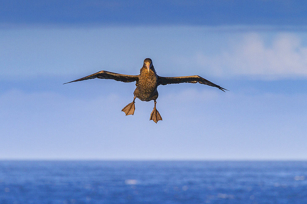 Southern giant petrel (Macronectes giganteus) in flight near Tristan da Cunha, South Atlantic Ocean