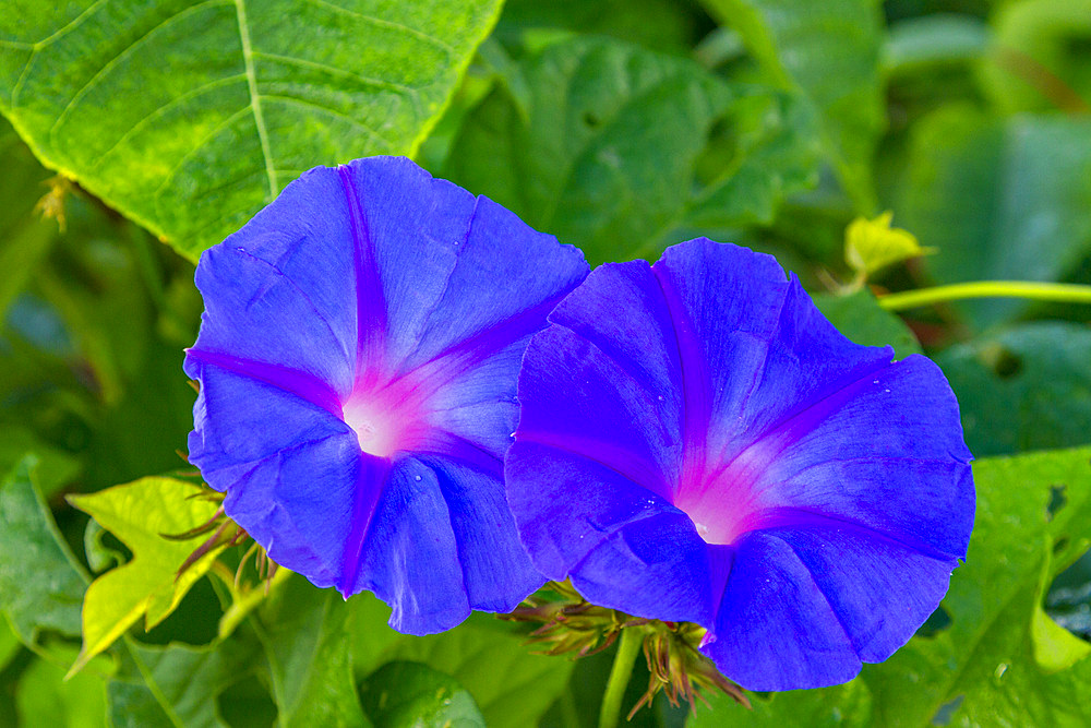 Macro view of morning glory (Ipomoea) flowers from the trail of Diana's Peak National Park on Saint Helena, South Atlantic Ocean