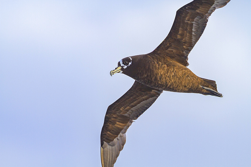 Adult spectacled petrel (Procellaria conspicillata) in flight near Nightingale Island, part of the Tristan da Cunha Group.