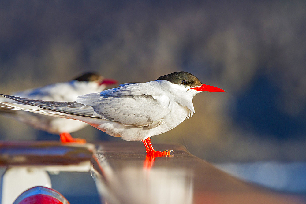 Adult Antarctic tern (Sterna vittata) resting on the National Geographic Explorer near Tristan da Cunha, South Atlantic Ocean