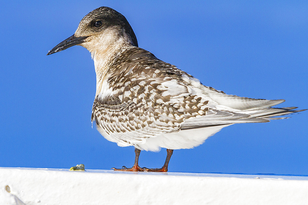 Juvenile Antarctic tern (Sterna vittata) resting on ship's rail near Tristan da Cunha, South Atlantic Ocean