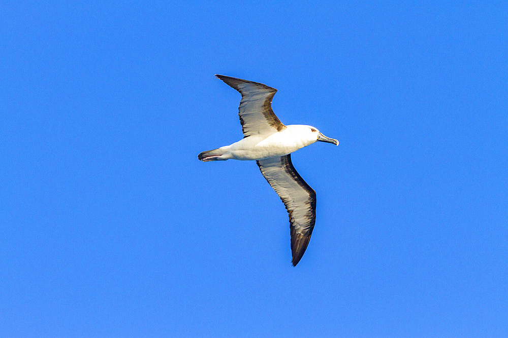 Adult yellow-nosed albatross (Thalassarche chlorohynchos) in flight near the Tristan da Cunha Group, South Atlantic Ocean