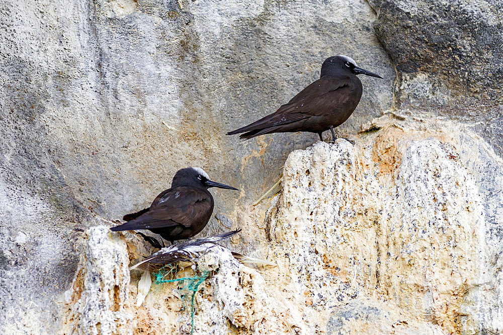 Adult black noddy (Anous minutus) breeding site on Boatswain Bird Island just off Ascension Island, South Atlantic Ocean