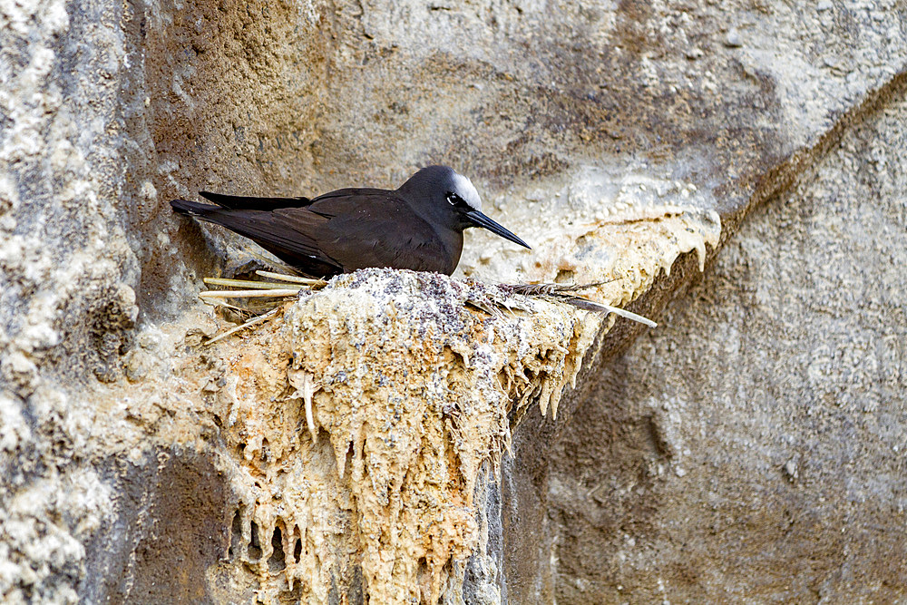 Adult black noddy (Anous minutus) breeding site on Boatswain Bird Island just off Ascension Island, South Atlantic Ocean