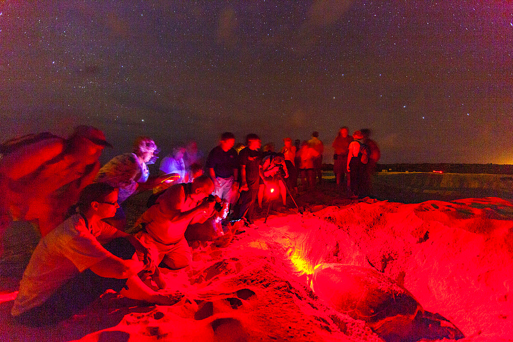 Tourists at Green Sea Turtle (Chelonia mydas) nesting site at night on Long Beach on Ascension Island, Tropical Atlantic Ocean, South Atlantic Ocean