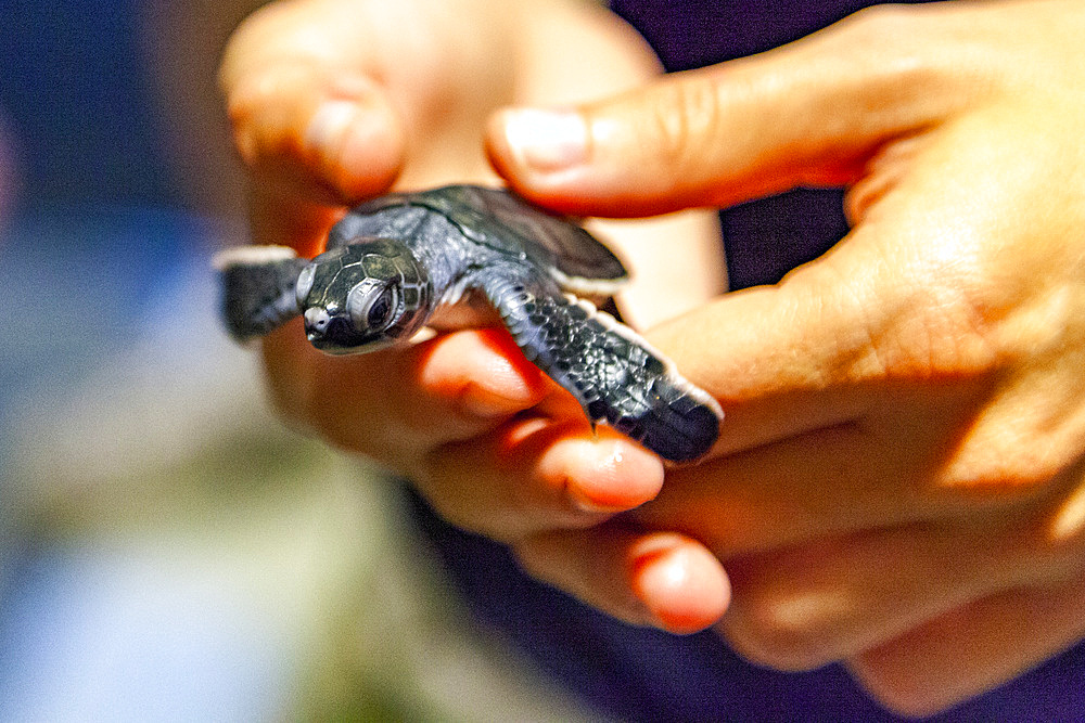 Tourist holding a green sea turtle (Chelonia mydas) hatchling at night on Long Beach on Ascension Island, South Atlantic Ocean