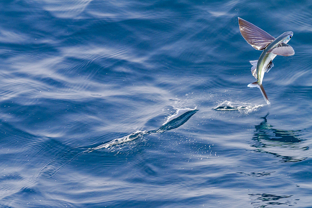 Flying fish from the family Exocoetidae take flight as the ship flushes them just off Ascension Island in the southern tropical Atlantic Ocean, South Atlantic Ocean