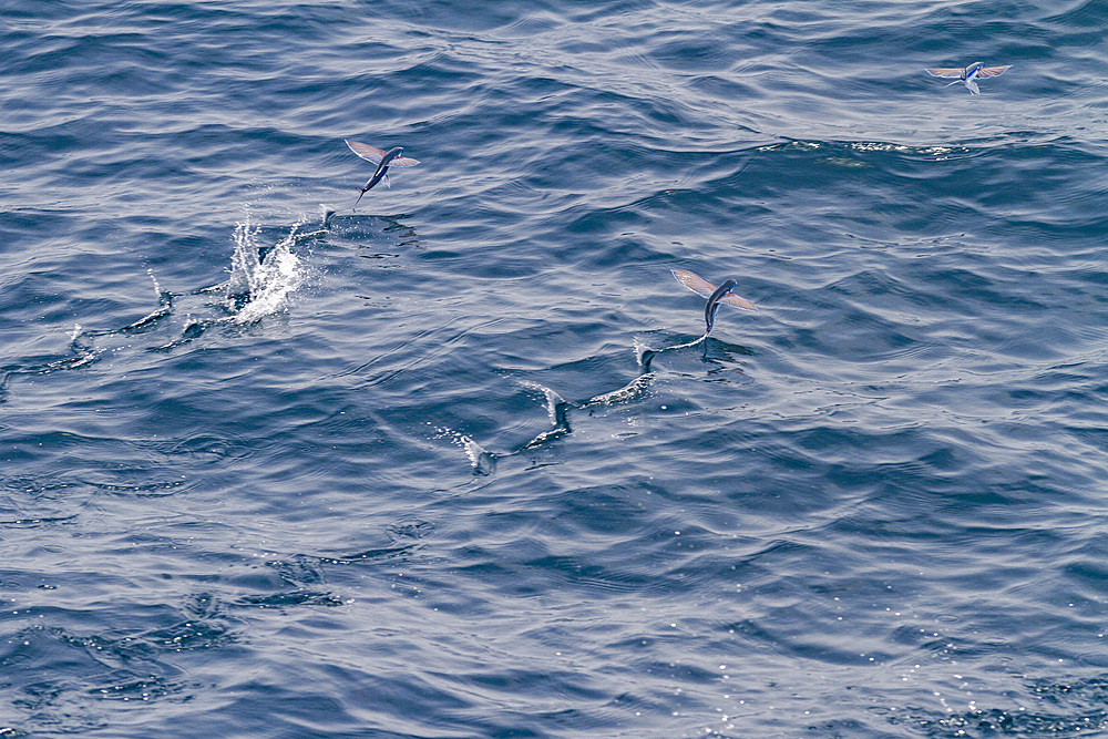 Flying fish from the family Exocoetidae take flight as the ship flushes them just off Ascension Island in the southern tropical Atlantic Ocean, South Atlantic Ocean