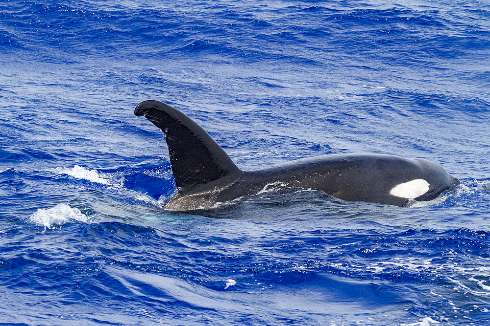 A small pod of killer whales (Orcinus orca) off Ascension Island in the Tropical Atlantic Ocean, South Atlantic Ocean