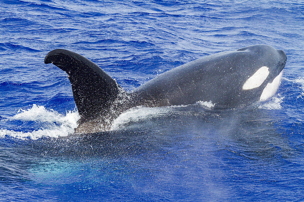 A small pod of killer whales (Orcinus orca) off Ascension Island in the Tropical Atlantic Ocean. MORE INFO Killer whales are widely distributed in all oceans of the world, this pod may well be considered as the offshore type. Killer whales are notable f