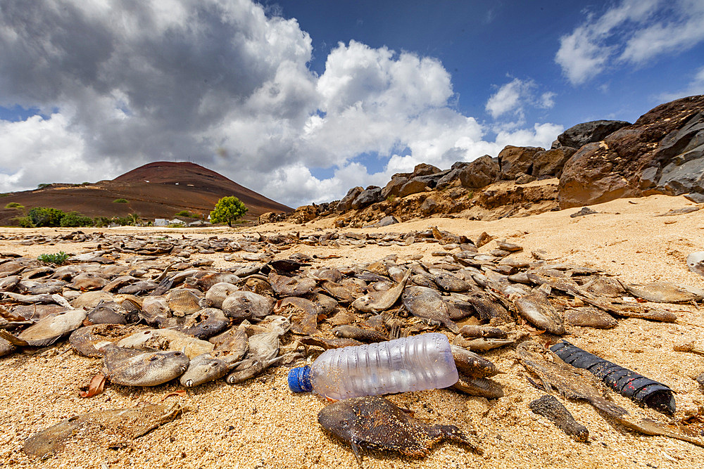 View of massive die-off of black triggerfish on the beach on Ascension Island in the southern tropical Atlantic Ocean, South Atlantic Ocean