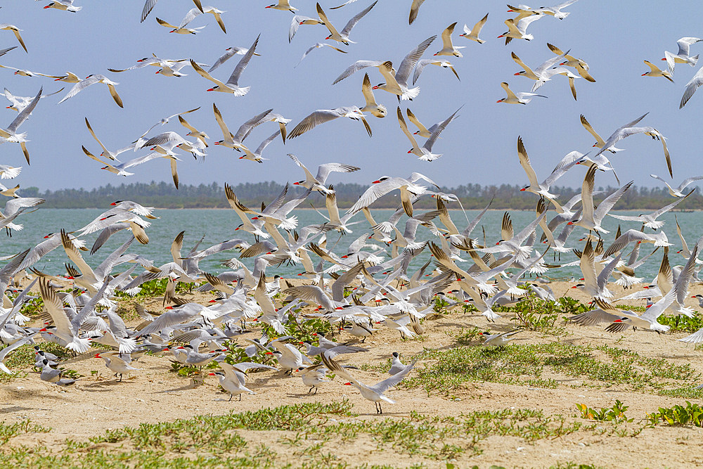 Caspian Terns (Hydroprogne caspia) at breeding colony on Ile des Oiseaux in the Parc National du Delta du Saloum, UNESCO World Heritage Site, Senegal, West Africa, Africa