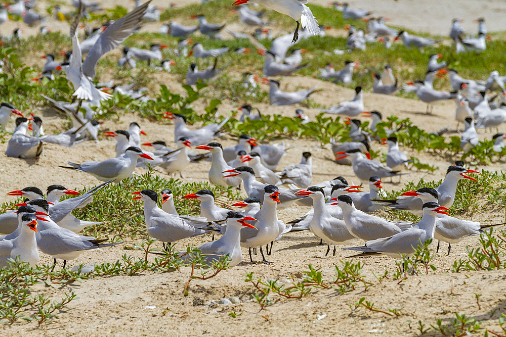 Caspian Terns (Hydroprogne caspia) at breeding colony on Ile des Oiseaux in the Parc National du Delta du Saloum, UNESCO World Heritage Site, Senegal, West Africa, Africa