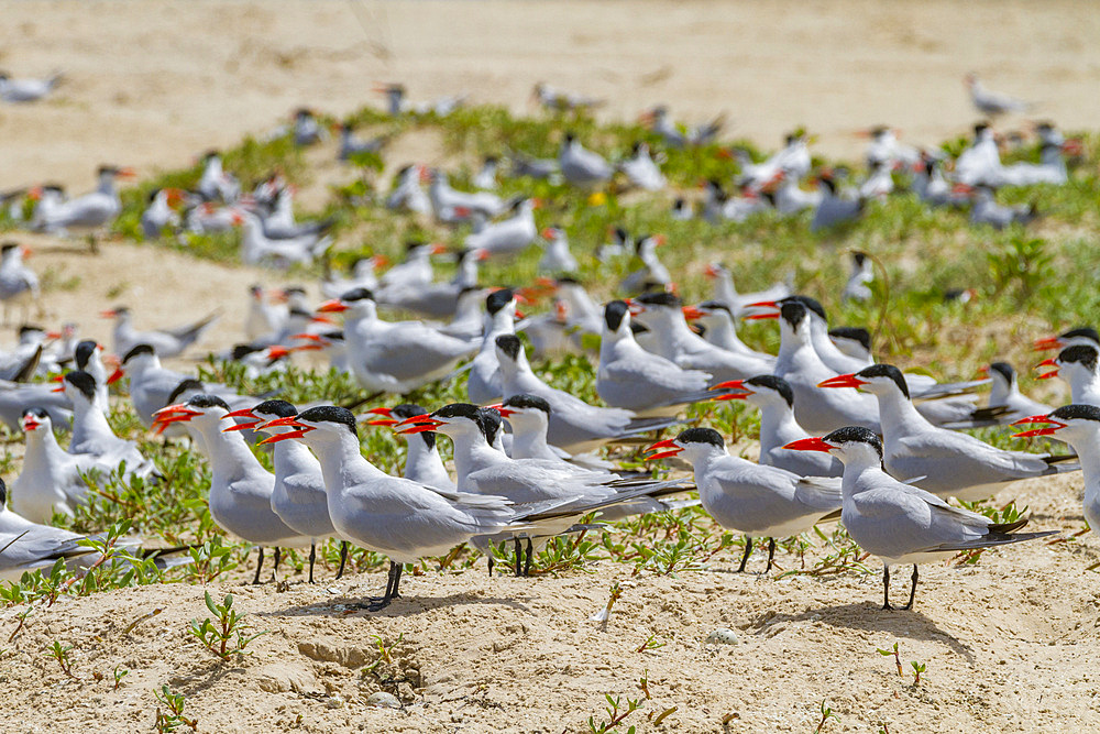 Caspian Terns (Hydroprogne caspia) at breeding colony on Ile des Oiseaux in the Parc National du Delta du Saloum, UNESCO World Heritage Site, Senegal, West Africa, Africa