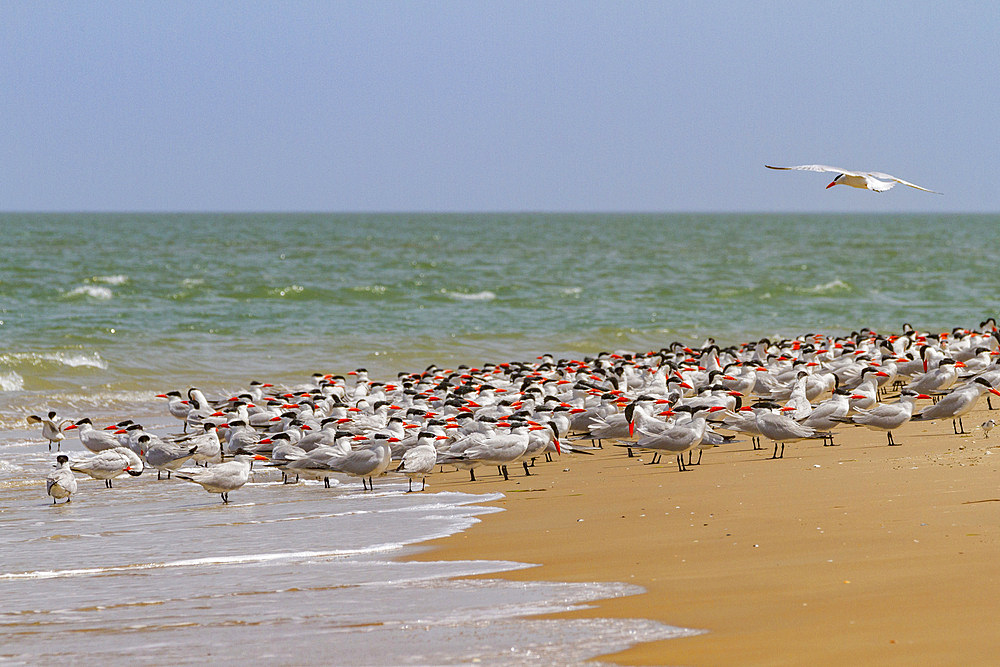 Caspian Terns (Hydroprogne caspia) at breeding colony on Ile des Oiseaux in the Parc National du Delta du Saloum, UNESCO World Heritage Site, Senegal, West Africa, Africa