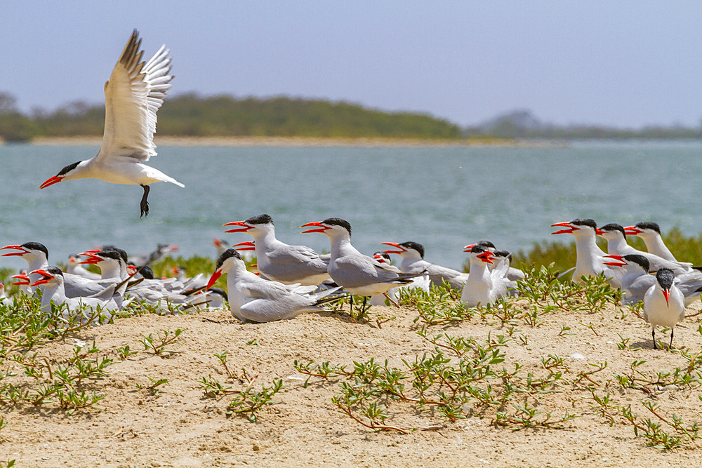 Caspian Terns (Hydroprogne caspia) at breeding colony on Ile des Oiseaux in the Parc National du Delta du Saloum, UNESCO World Heritage Site, Senegal, West Africa, Africa