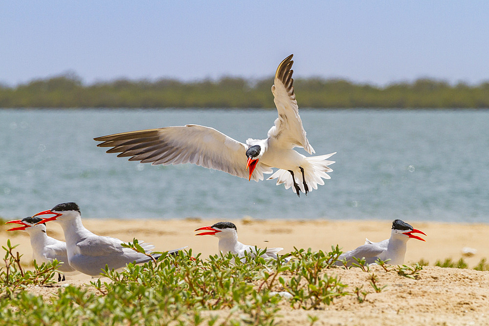 Caspian Terns (Hydroprogne caspia) at breeding colony on Ile des Oiseaux in the Parc National du Delta du Saloum, UNESCO World Heritage Site, Senegal, West Africa, Africa