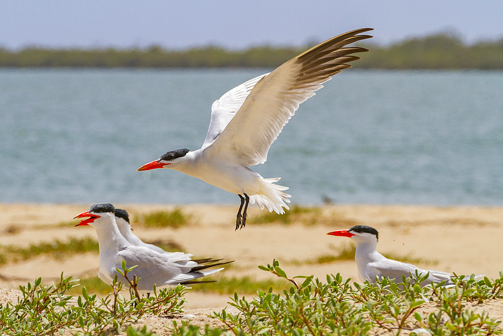 Caspian Terns (Hydroprogne caspia) at breeding colony on Ile des Oiseaux in the Parc National du Delta du Saloum, UNESCO World Heritage Site, Senegal, West Africa, Africa