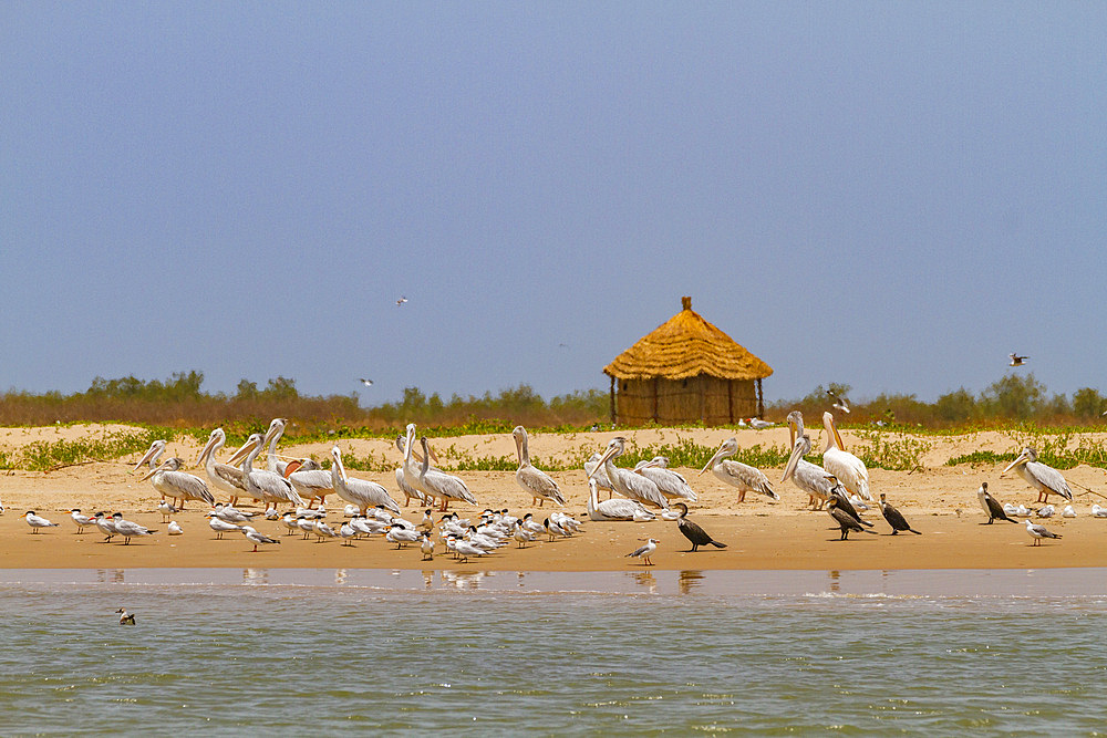 Views of visitor lodging on Ile des Oiseaux (Bird Island) in the Parc National du Delta du Saloum, UNESCO World Heritage Site, Senegal, West Africa, Africa