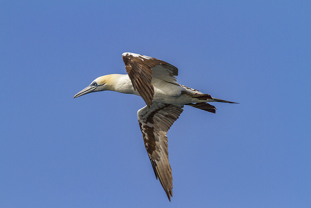 Young northern gannet (Morus bassanus) in flight near Ile des Oiseaux in the Parc National du Delta du Saloum, UNESCO World Heritage Site, Senegal, West Africa, Africa