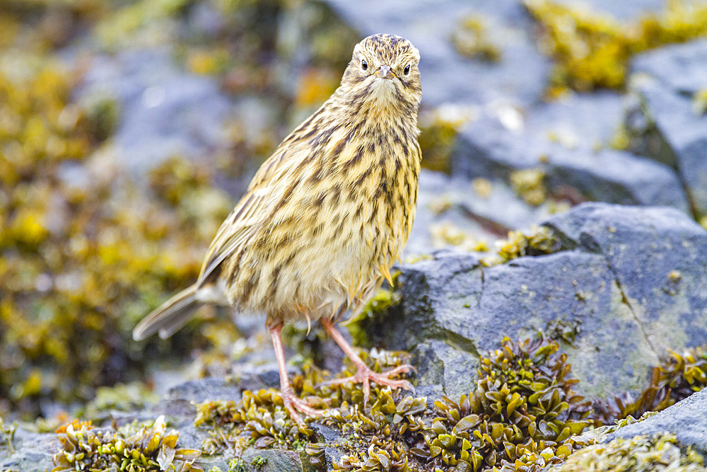 Adult South Georgia Pipit (Anthus antarcticus) feeding at low tide on Prion Island, Bay of Isles, South Georgia, Polar Regions