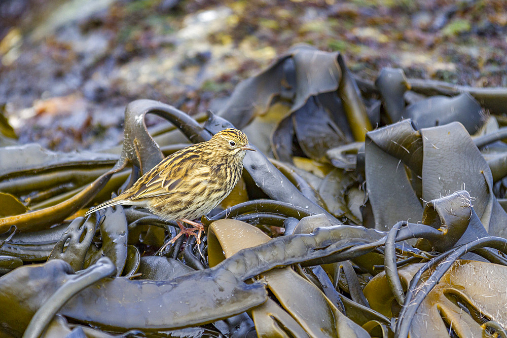 Adult South Georgia Pipit (Anthus antarcticus) feeding at low tide on Prion Island, Bay of Isles, South Georgia, Polar Regions