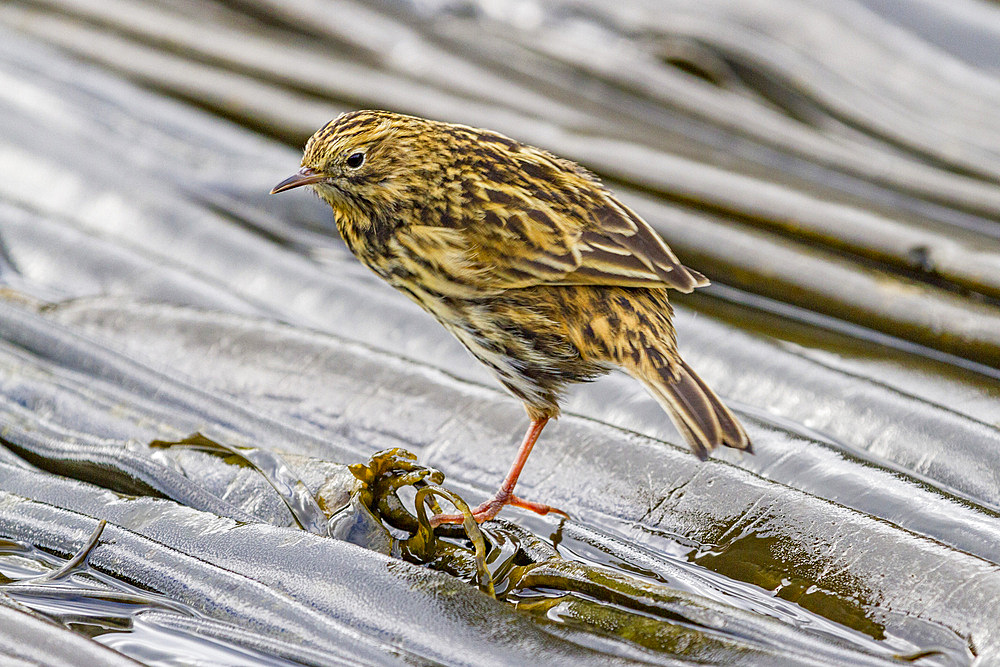 Adult South Georgia Pipit (Anthus antarcticus) feeding at low tide on Prion Island, Bay of Isles, South Georgia, Polar Regions