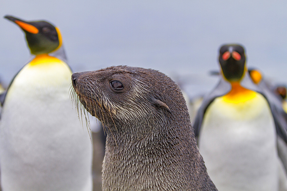 Antarctic fur seal pup (Arctocephalus gazella) on Salisbury Plain on South Georgia, Southern Ocean, Polar Regions