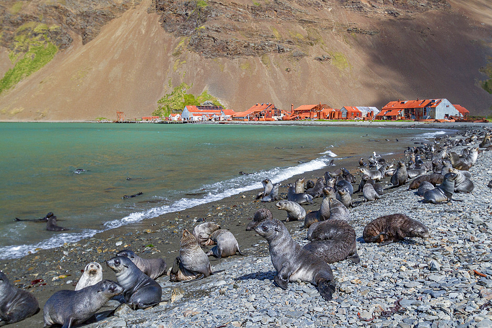 Antarctic fur seal pups (Arctocephalus gazella) near the abandoned whaling station at Stromness Bay on South Georgia, Polar Regions