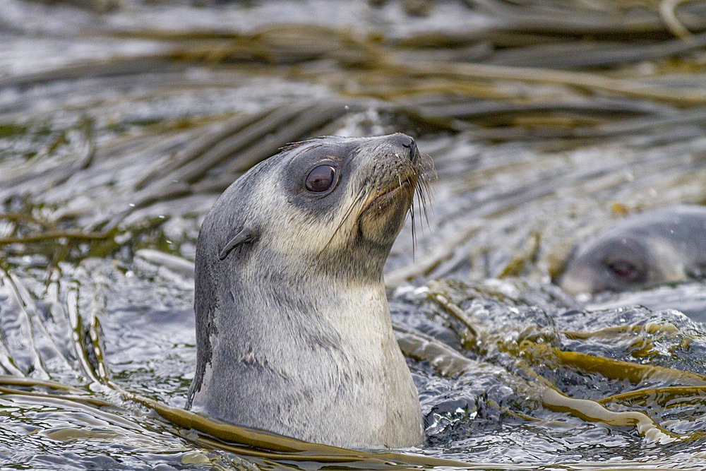 Antarctic fur seal pup (Arctocephalus gazella) on Prion Island in the Bay of Isles on South Georgia, Southern Ocean, Polar Regions