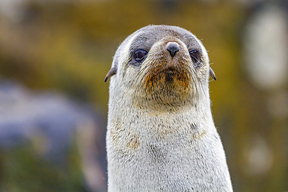 Antarctic fur seal pup (Arctocephalus gazella) on Prion Island in the Bay of Isles on South Georgia, Southern Ocean.