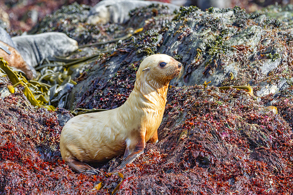 Leucistic caused by lack of melanin, or blond Antarctic fur seal pup (Arctocephalus gazella) on South Georgia, Southern Ocean, Polar Regions