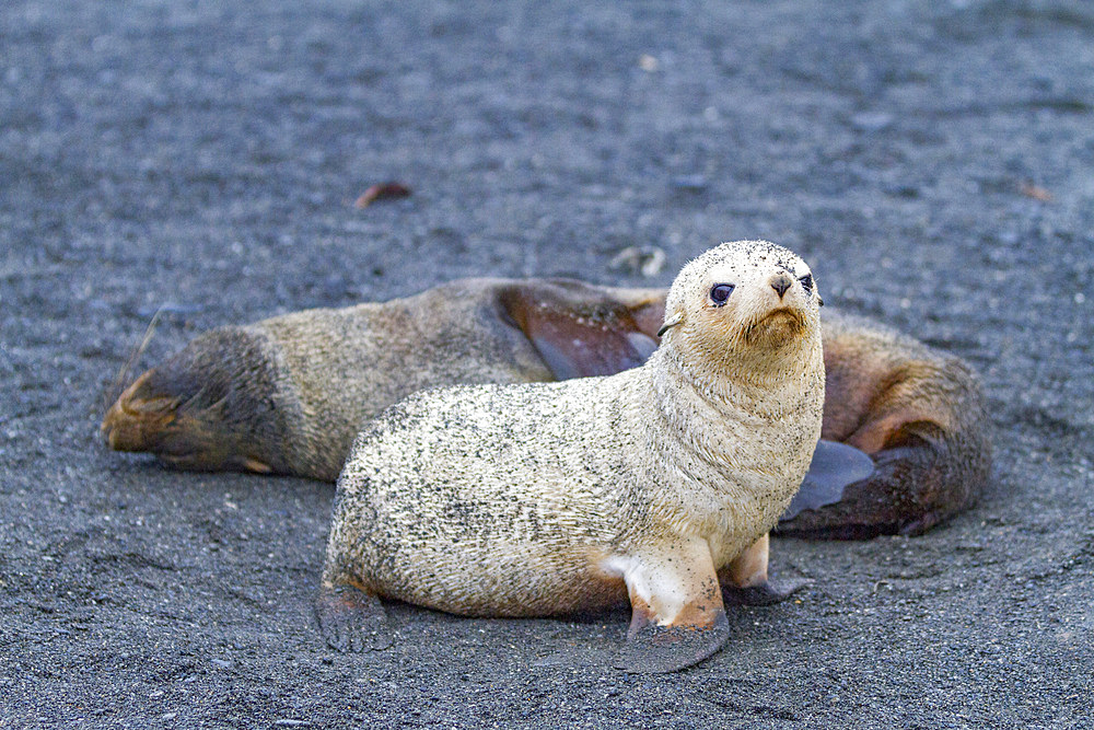 Leucistic (lack of melanin, or blond) Antarctic fur seal pup (Arctocephalus gazella) on South Georgia, Southern Ocean.