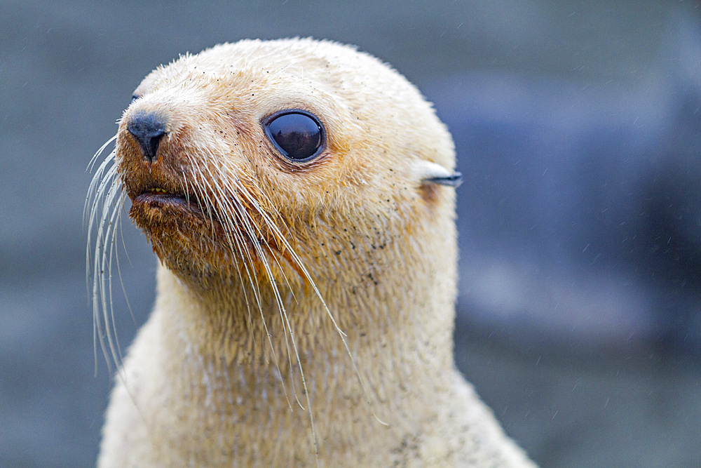 Leucistic caused by lack of melanin, or blond Antarctic fur seal pup (Arctocephalus gazella) on South Georgia, Southern Ocean, Polar Regions