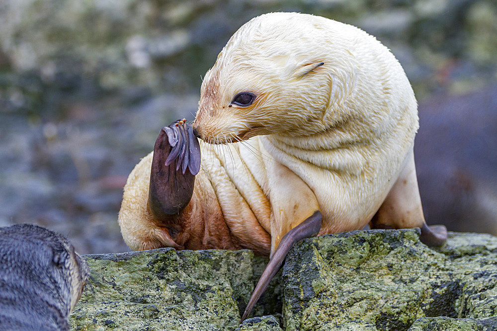 Leucistic caused by lack of melanin, or blond Antarctic fur seal pup (Arctocephalus gazella) on South Georgia, Southern Ocean, Polar Regions