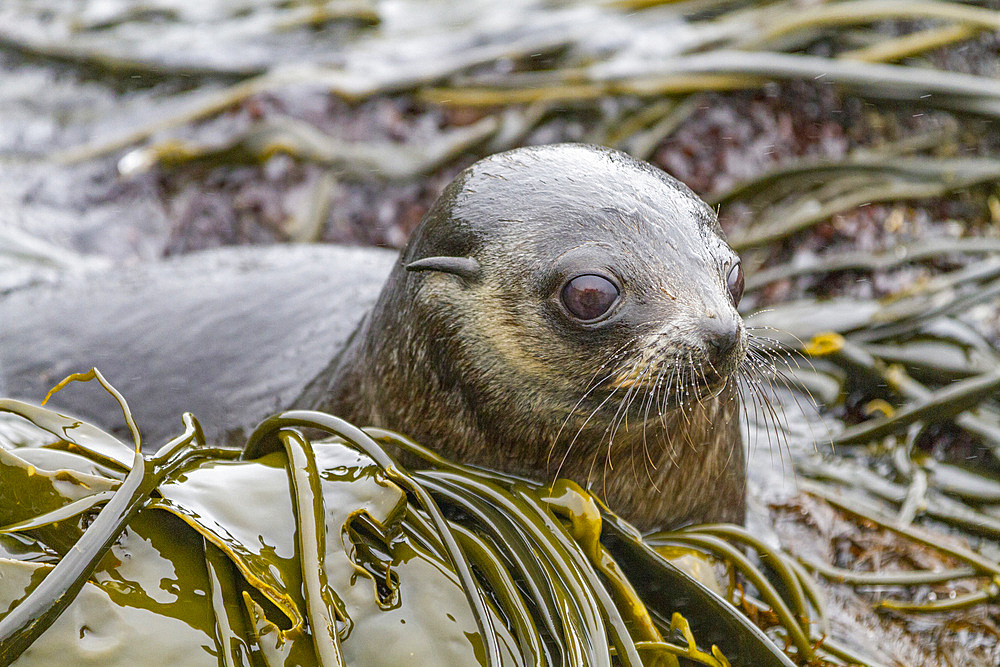 Antarctic fur seal pup (Arctocephalus gazella) playing in the kelp on Prion Island in the Bay of Isles on South Georgia, Polar Regions