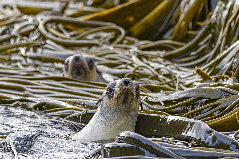 Antarctic fur seal pups (Arctocephalus gazella) playing in the kelp on Prion Island in the Bay of Isles on South Georgia, Polar Regions