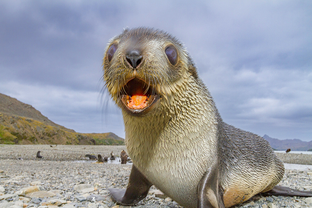 Antarctic fur seal pup (Arctocephalus gazella) near the abandoned whaling station at Stromness Bay on South Georgia.