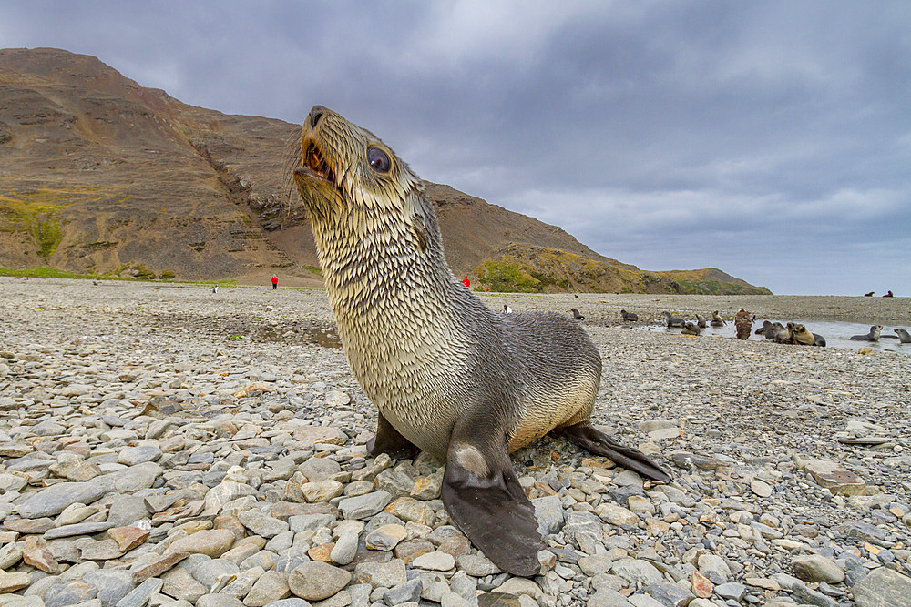 Antarctic fur seal pup (Arctocephalus gazella) near the abandoned whaling station at Stromness Bay on South Georgia, Polar Regions