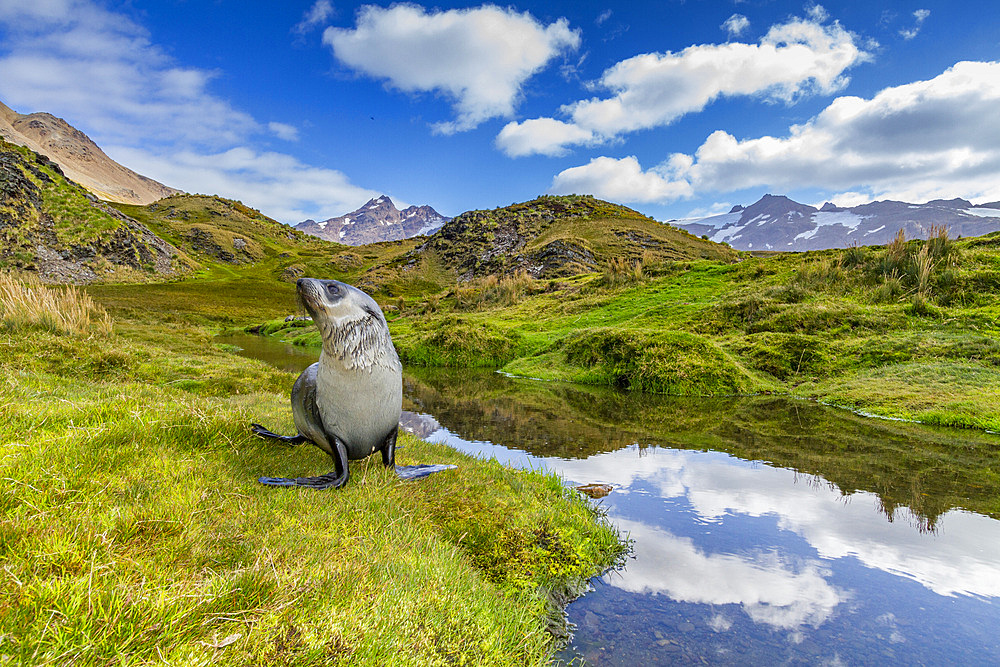 Antarctic fur seal pup (Arctocephalus gazella) near the abandoned whaling station at Stromness Bay on South Georgia, Polar Regions