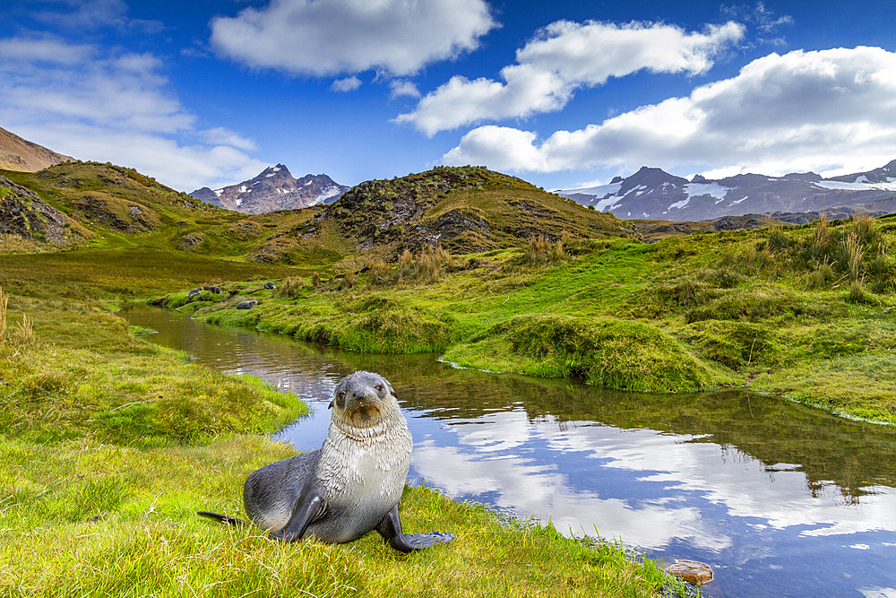 Antarctic fur seal pup (Arctocephalus gazella) near the abandoned whaling station at Stromness Bay on South Georgia, Polar Regions