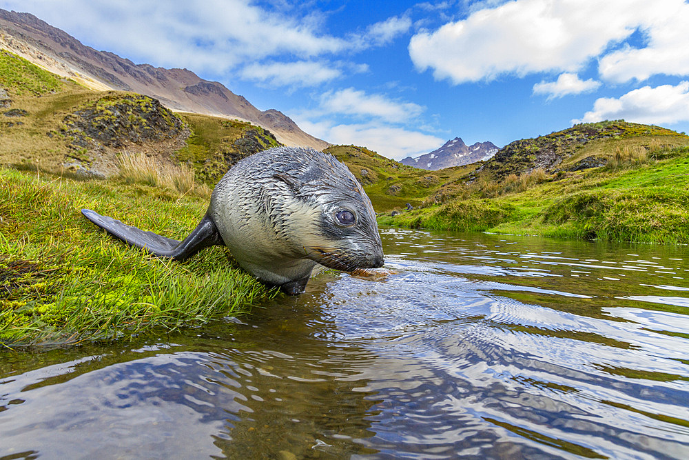 Antarctic fur seal pup (Arctocephalus gazella) near the abandoned whaling station at Stromness Bay on South Georgia, Polar Regions