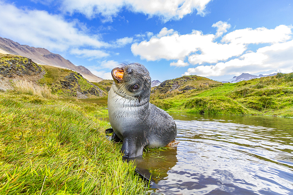 Antarctic fur seal pup (Arctocephalus gazella) near the abandoned whaling station at Stromness Bay on South Georgia, Polar Regions