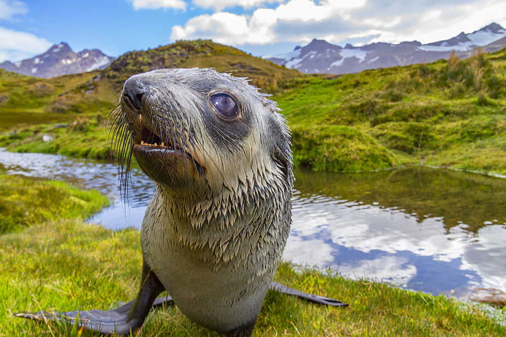 Antarctic fur seal pup (Arctocephalus gazella) near the abandoned whaling station at Stromness Bay on South Georgia, Polar Regions