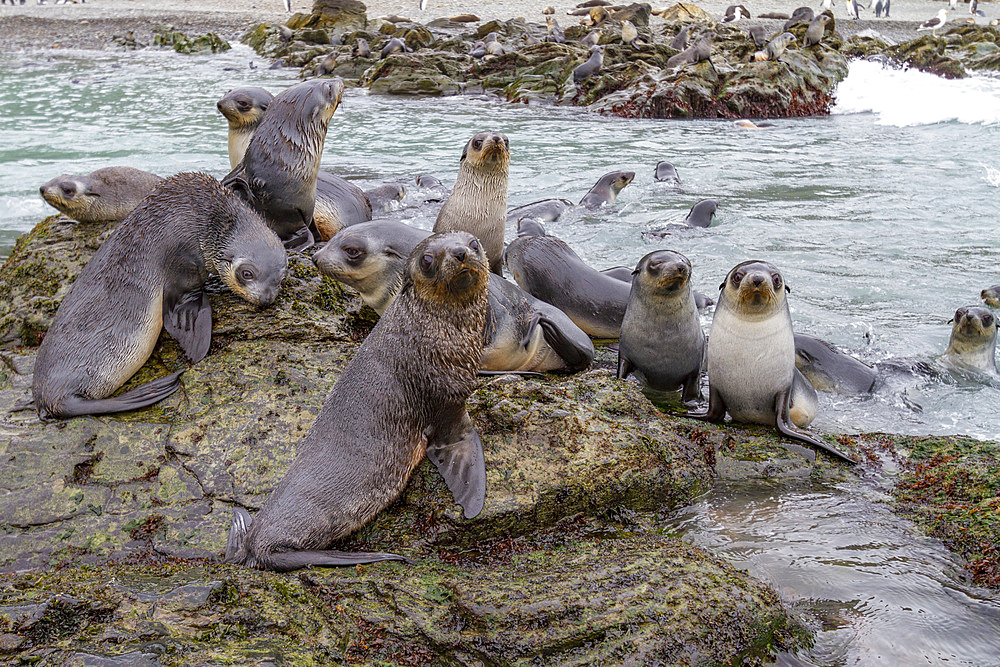 Antarctic fur seal pups (Arctocephalus gazella) playing in Fortuna Bay on South Georgia, Southern Ocean, Polar Regions