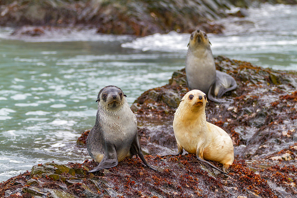 Leucistic (lack of melanin, or blond) Antarctic fur seal pup (Arctocephalus gazella) on South Georgia.