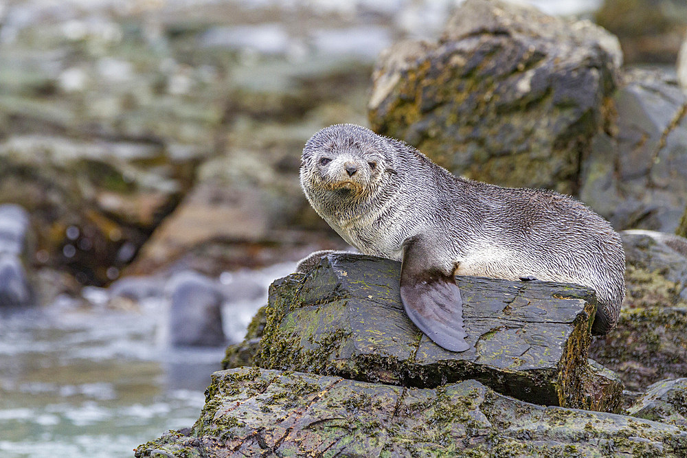 Antarctic fur seal pups (Arctocephalus gazella) playing in Fortuna Bay on South Georgia, Southern Ocean, Polar Regions