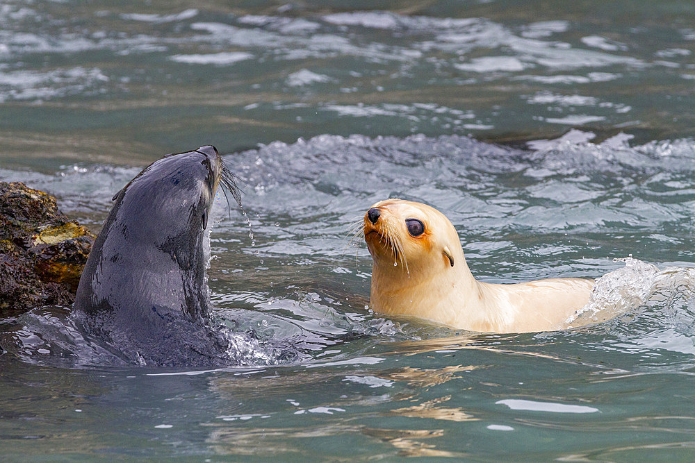 Leucistic (lack of melanin, or blond) Antarctic fur seal pup (Arctocephalus gazella) on South Georgia.