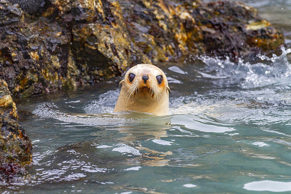 Leucistic caused by lack of melanin, or blond Antarctic fur seal pup (Arctocephalus gazella) on South Georgia, Polar Regions