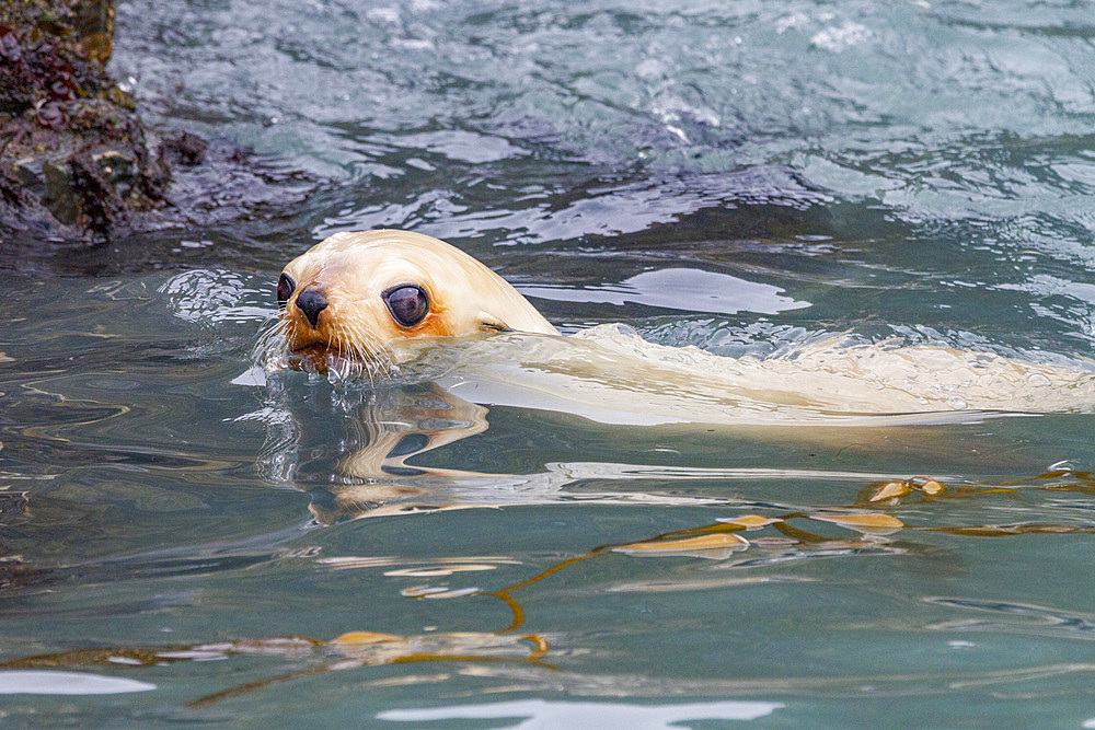 Leucistic caused by lack of melanin, or blond Antarctic fur seal pup (Arctocephalus gazella) on South Georgia, Polar Regions